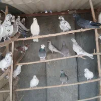 کبوتر نر وماده