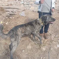 سگ افقان سه ساله