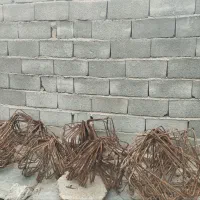 خاموت و آلماتور