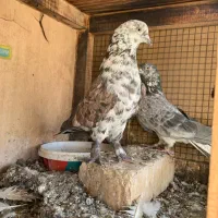 کبوتر دهن خورده ب ضمانت