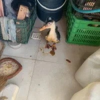 واگذاری اردک