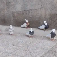 کبوتر طوقی|پرنده|کبودرآهنگ, |دیوار