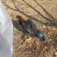 خروس لاری|حیوانات مزرعه|آبسرد, |دیوار