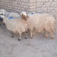 فروش ۵ عدد میش