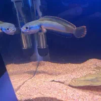 استیوارتی و یلو مارو