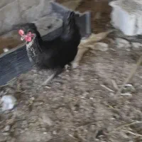مرغ تخمگذار