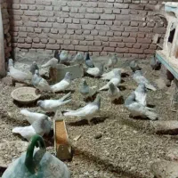 کله الماسی|پرنده|بناب, |دیوار
