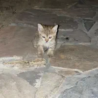 واگذاری بچه گربه به دلیل نبود جا