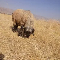 قوچ بختیاری قنقور یک ساله|حیوانات مزرعه|شیراز, وزیرآباد|دیوار