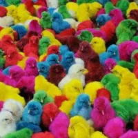 جوجه رنگی|حیوانات مزرعه|بندرعباس, |دیوار