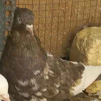 کبوتر|پرنده|شاهین‌شهر, شهرک میلاد|دیوار