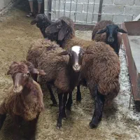 قوچ وبره افشار|حیوانات مزرعه|گنبد کاووس, |دیوار