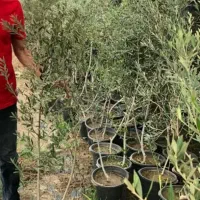 تولیدی نهال درخت گُل نهالستان گردوانار پسته پیوندی|خدمات باغبانی و درختکاری|قم, سعادتی|دیوار