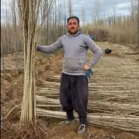 انواع نهال با کیفیت