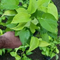 پتوس نئون سطل 3 ریشه پر