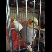 عروس هلندی جفت