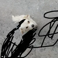 واگذاری سگ پامر