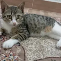 گربه.گمشده|گربه|رشت, نیروی دریایی|دیوار