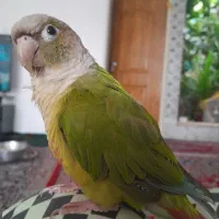 طوطی گیرینچک