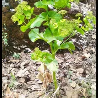 راهنمایی