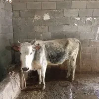 پهن گاوی درجه یک