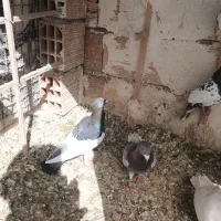 کبوتر|حیوانات|بجنورد, |دیوار