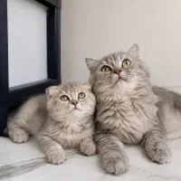 گربه سیلورگلد دختر شورت هیر