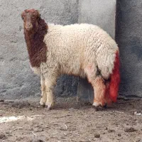 بره قوچی بی گوش کله بور مخصوص عشق بازا