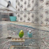 جفت مرغ عشق خوشگل وبالغ باسابقه جوجه دهی|پرنده|تربت جام, تیپ ۳۸ زرهی تربت جام|دیوار