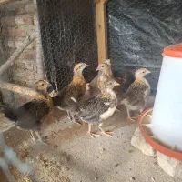 جوجه گلین لری