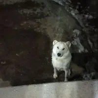 سگ نر|سگ|مشگین شهر, |دیوار