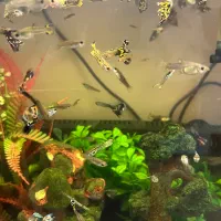 ماهی گوپی ارزان در سایزهای مختلف|ماهی|تهران, صفا|دیوار