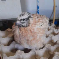 بلدرچین گوشتی