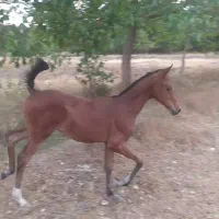اسب