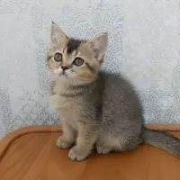 گر‌به کوچولو|گربه|اصفهان, بهارستان|دیوار