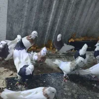 طوقی همه رنگ فروشی هرکس خواست در خدمت هستم جفتی|پرنده|تهران, فاطمی|دیوار
