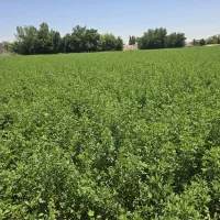 یونجه درجه یک