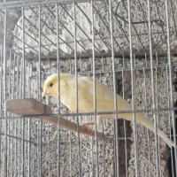 پرنده قناری