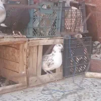 کبوتر نر