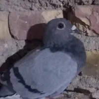 کبوتر|پرنده|نهبندان, |دیوار