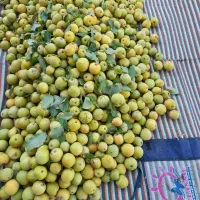 ههرمه ناسکه، جوان، عمده و کیلویی