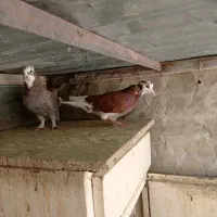 کفتر(کبوتر)|پرنده|تهران, گلستان (شهرک راه آهن)|دیوار