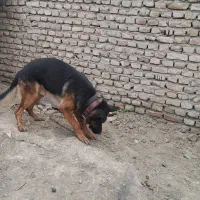 گمشده سگ ژرمن در محدوده شهرک جهاد دو روز قبل