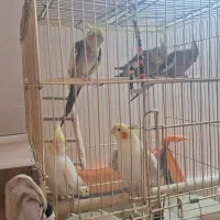 عروس هلندی جفتی