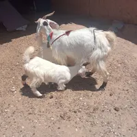 برو بزغاله