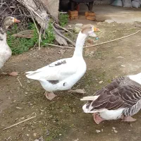 ۳تا غاز مولد ۲ساله تخم گذار