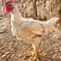 خروس نژاد گوشتی