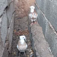 طوقی|پرنده|نگار, |دیوار