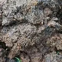 خاک پیت سیاه