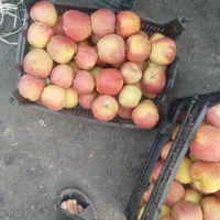 سیب استخوانی درجه 1|حراج|قم, شهید صیاد شیرازی|دیوار